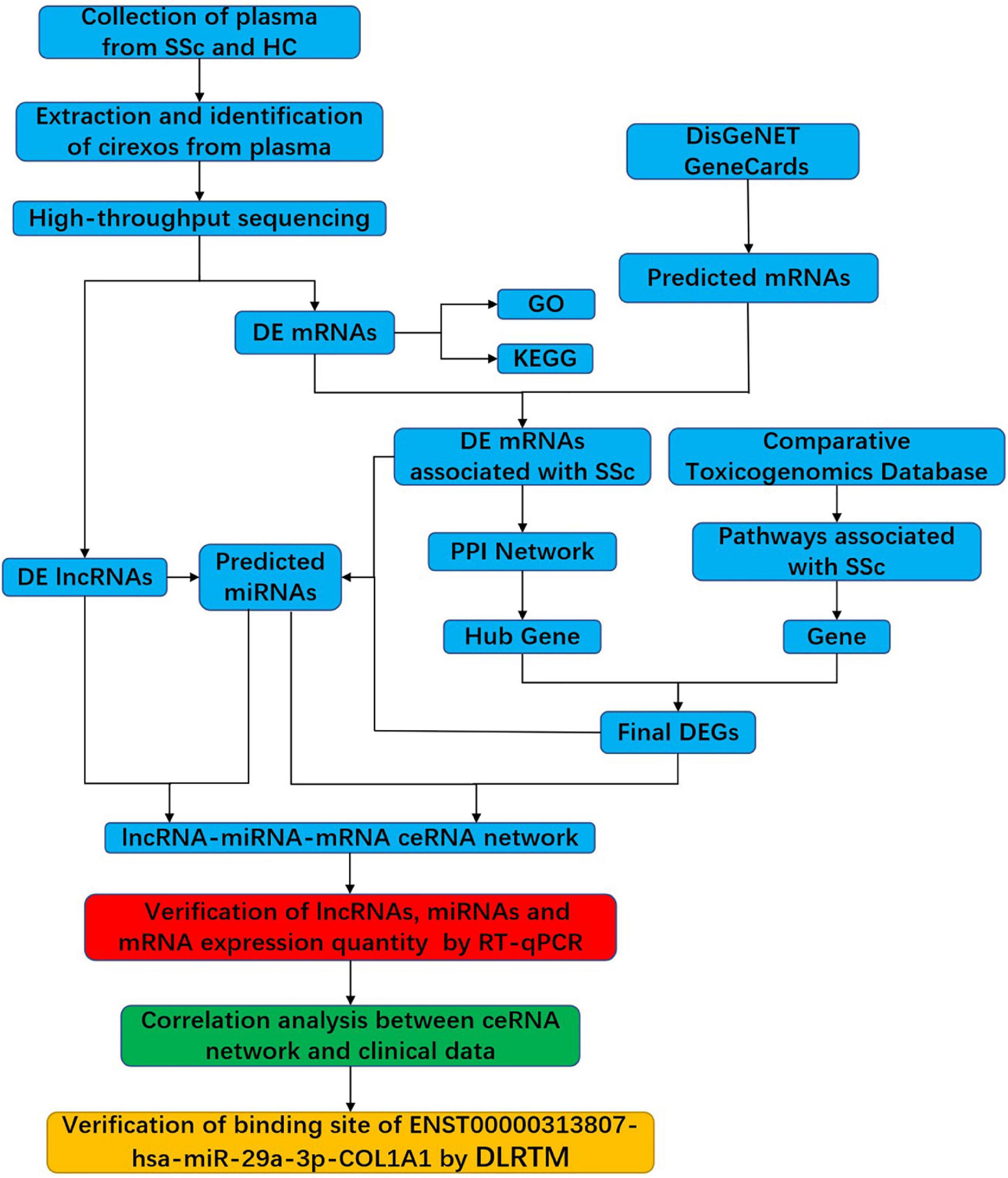 Identification of lncRNA–miRNA–mRNA networks in circulating exosomes as potential biomarkers for systemic sclerosis